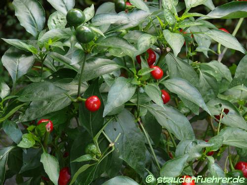 Bild Capsicum annuum 'coccinella'