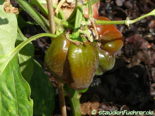 Bild Capsicum annuum