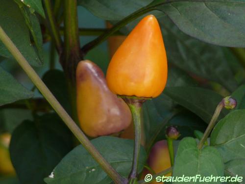 Bild Capsicum annuum 'NuMex Centennial'