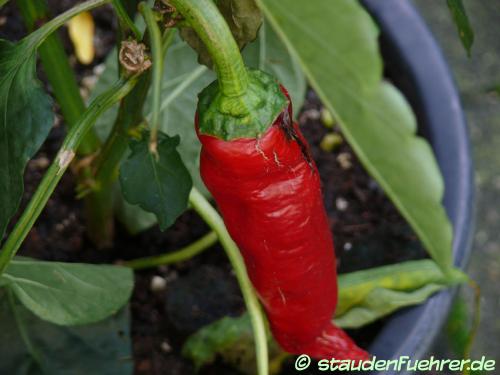 Image Capsicum annuum 'Toscana'