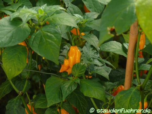 Image Capsicum chinensis 'Fatalii'