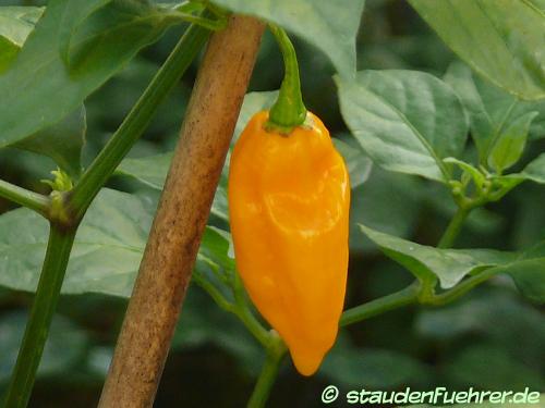 Bild Capsicum chinensis 'Fatalii'