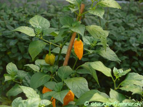 Bild Capsicum chinensis 'Fatalii'