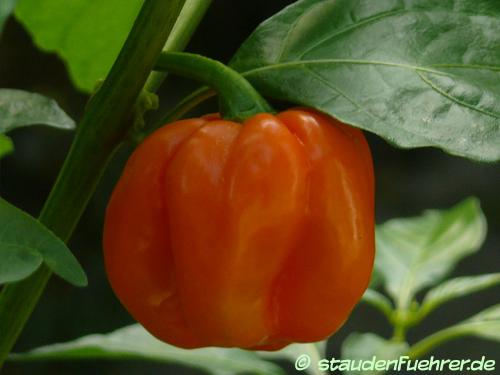 Image Capsicum chinensis