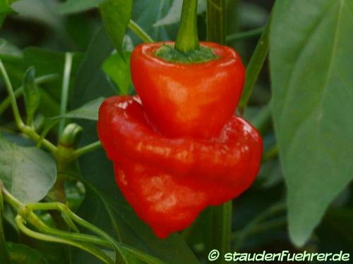 Bild Capsicum chinense 'Red mushroom'