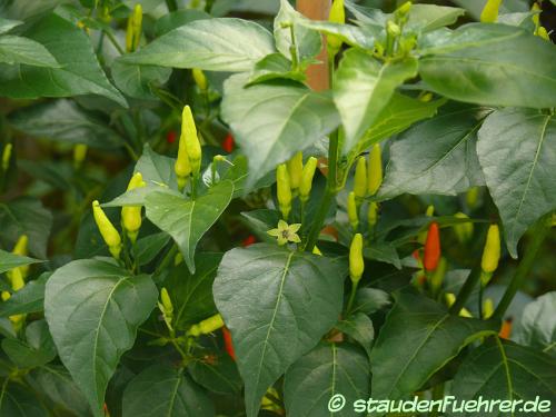 Image Capsicum frutescens 'Birdseye'