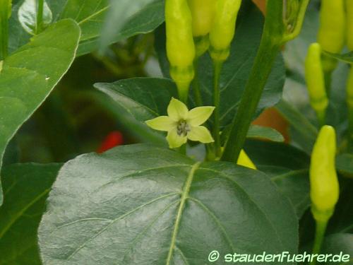 Image Capsicum frutescens 'Birdseye'