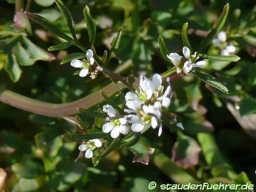 Image Cardamine hirsuta