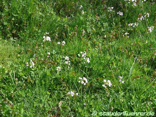 Cardamine pratensis - Wiesen-Schaumkraut Bild Cardamine pratensis