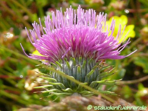 Image Carduus defloratus ssp. carlinaefolius