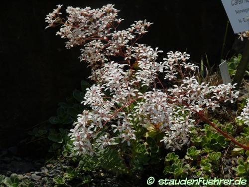 Carex norvegica - Norwegian sedge Image Carex norvegica