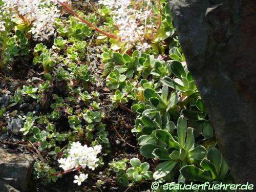 Carex norvegica - Norwegian sedge Image Carex norvegica