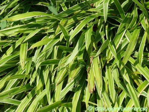 Image Carex siderosticha 'Variegata'