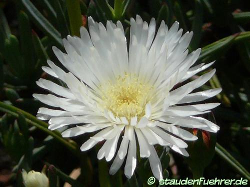 Bild Carpobrotus rossii 'White Hot'