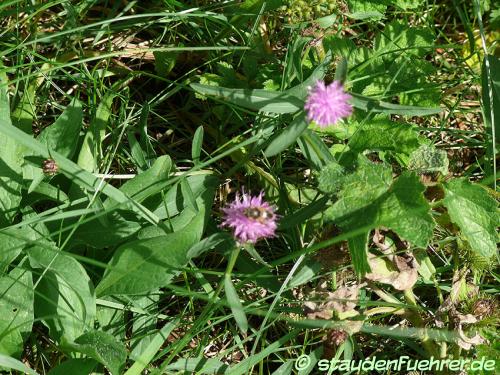 Image Centaurea jacea