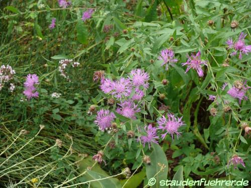 Bild Centaurea jacea