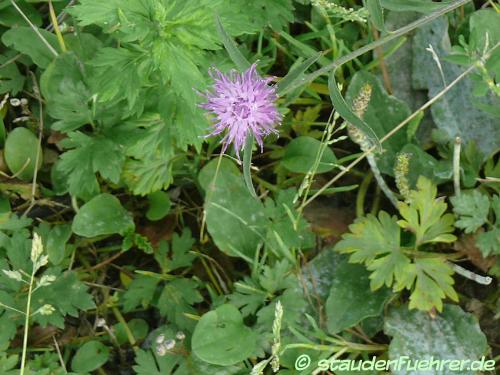 Image Centaurea scabiosa