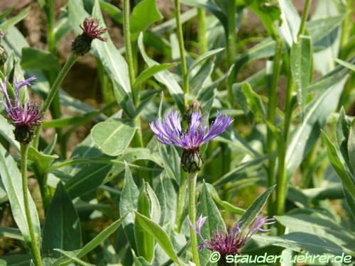 Image Centaurea triumfettii