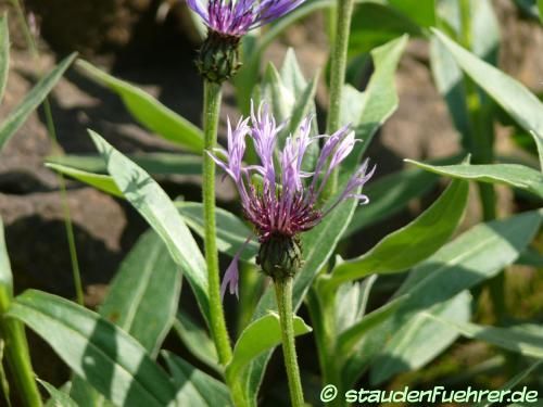 Image Centaurea triumfettii