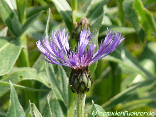 Image Centaurea triumfettii