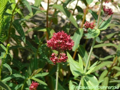 Image Centranthus ruber