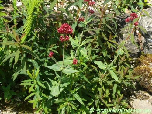 Image Centranthus ruber