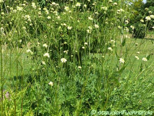 Image Cephalaria gigantea