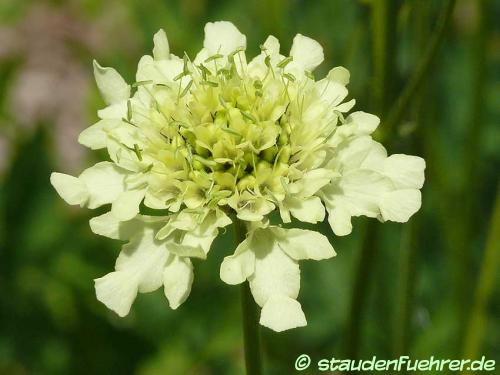 Bild Cephalaria gigantea