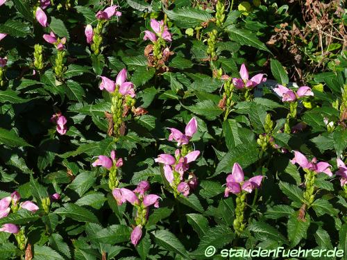 Bild Chelone lyonii 'Hot Lips'