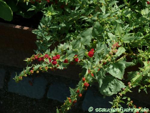 Bild Chenopodium foliosum