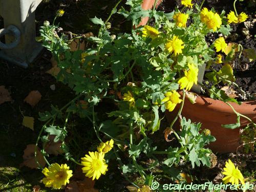 Bild Chrysanthemum segetum+Glebionis segetum 