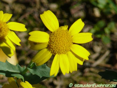 Bild Chrysanthemum segetum+Glebionis segetum 