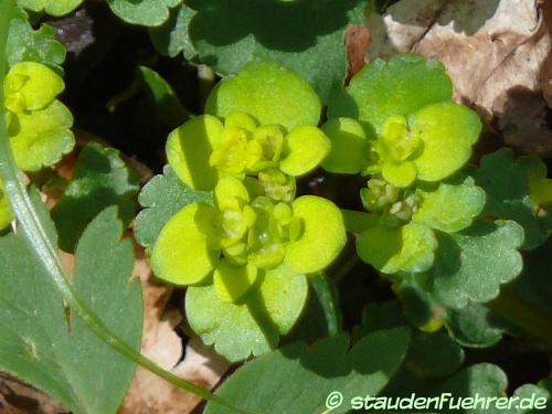 Image Chrysosplenium alternifolium