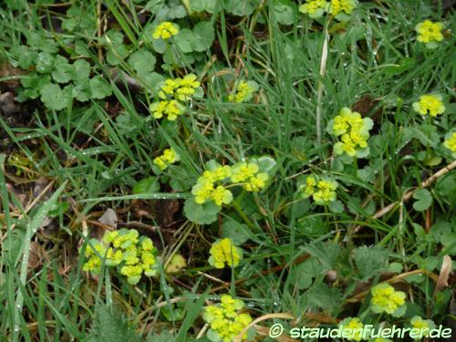 Bild Chrysosplenium alternifolium