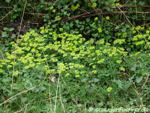 Image Chrysosplenium alternifolium