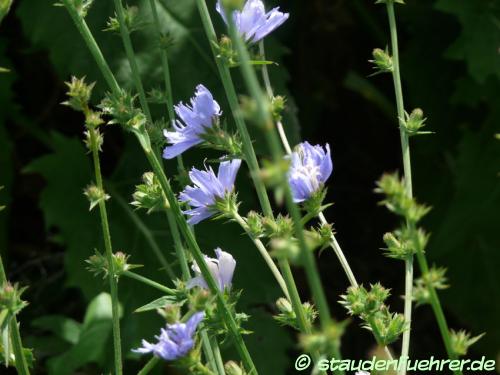 Image Cichorium intybus