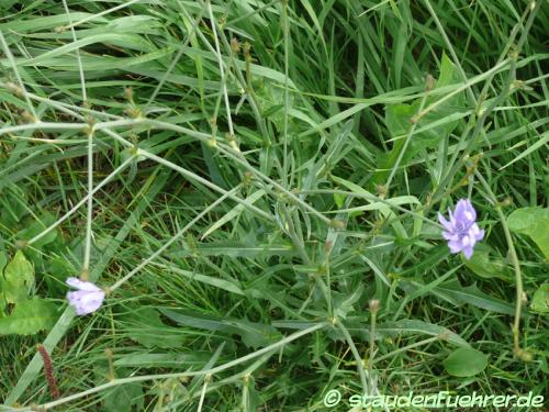 Image Cichorium intybus