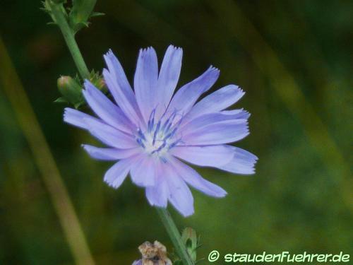 Image Cichorium intybus