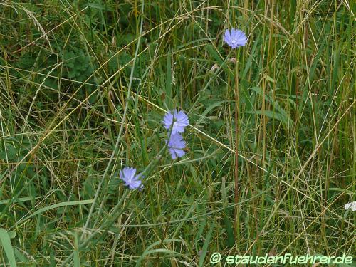 Image Cichorium intybus