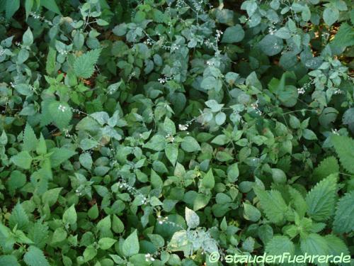 Bild Circaea lutetiana