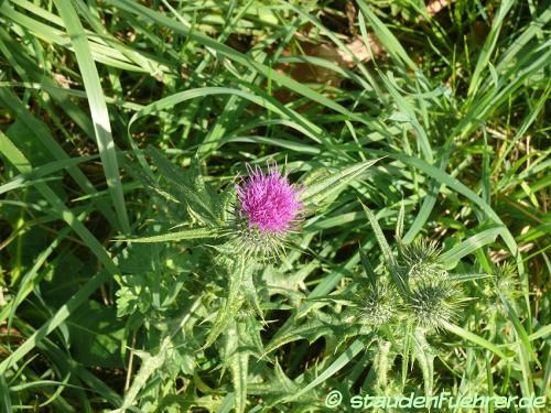 Bild Cirsium vulgare