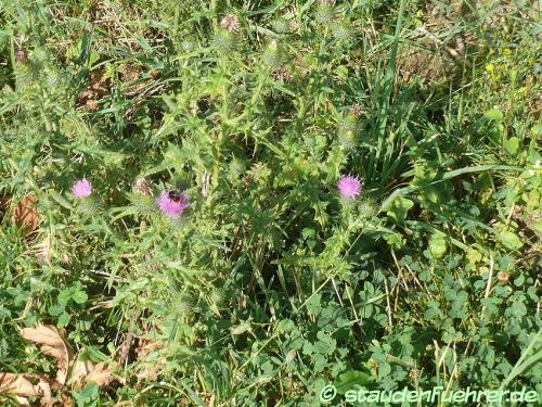 Image Cirsium vulgare