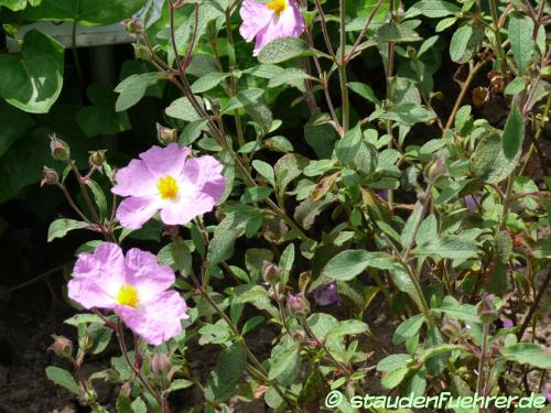 Image Cistus creticus