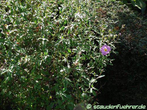 Image Cistus creticus