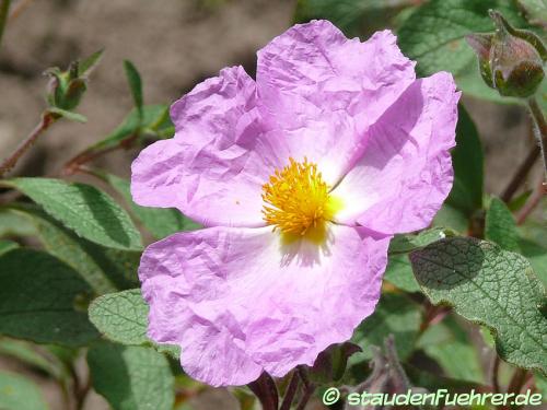 Image Cistus creticus