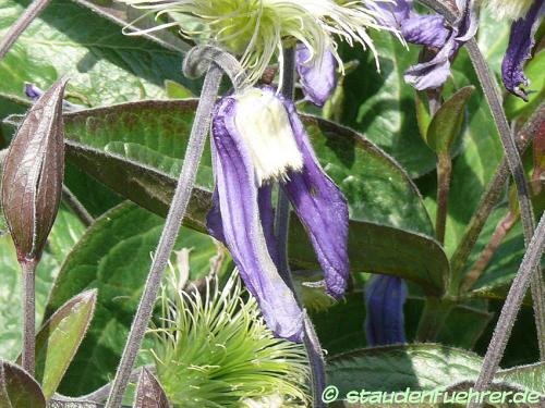 Image Clematis integrifolia