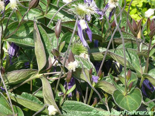 Image Clematis integrifolia