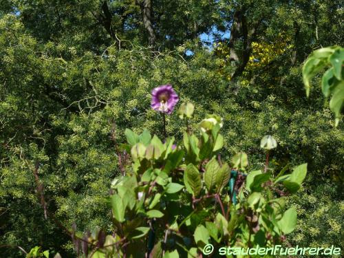 Image Cobaea scandens