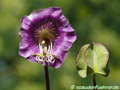 Bild Cobaea scandens