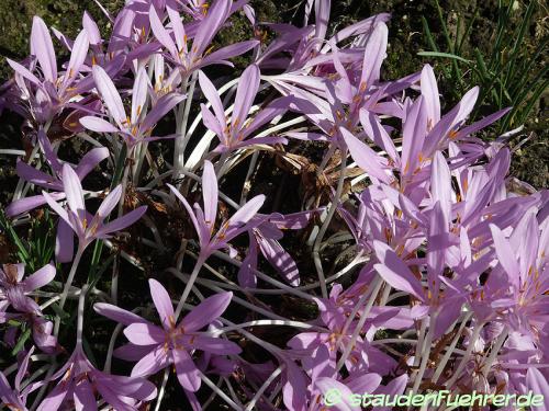 Image Colchicum autumnale